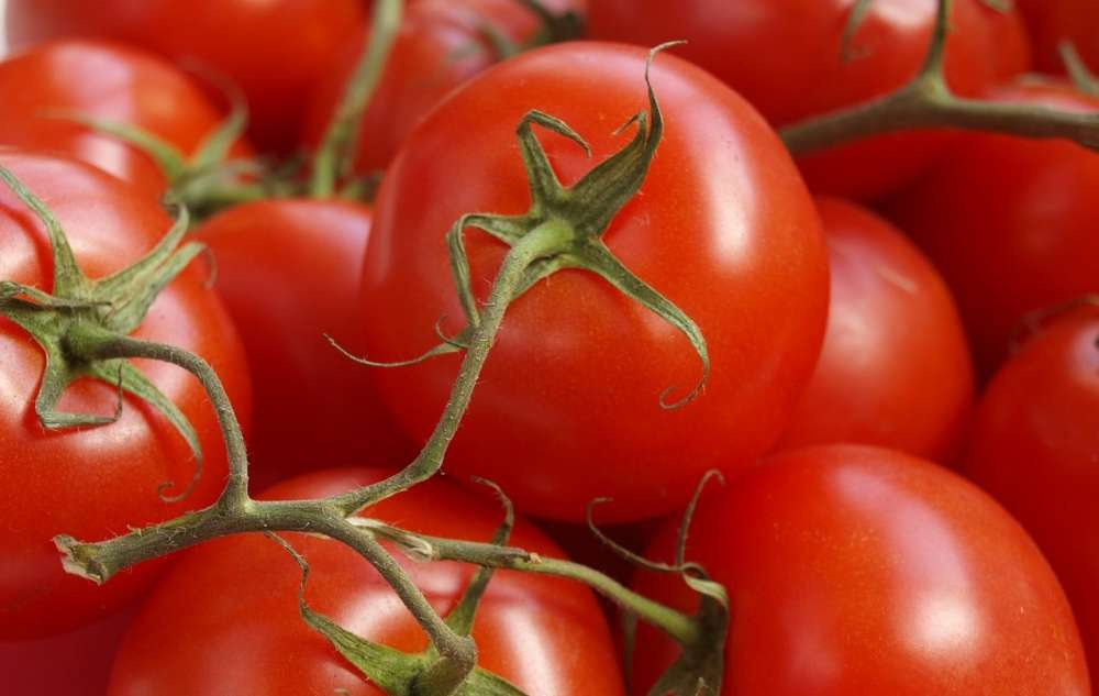 BASF представит в 2023 году новые сорта томатов, устойчивые к вирусу ToBRFV