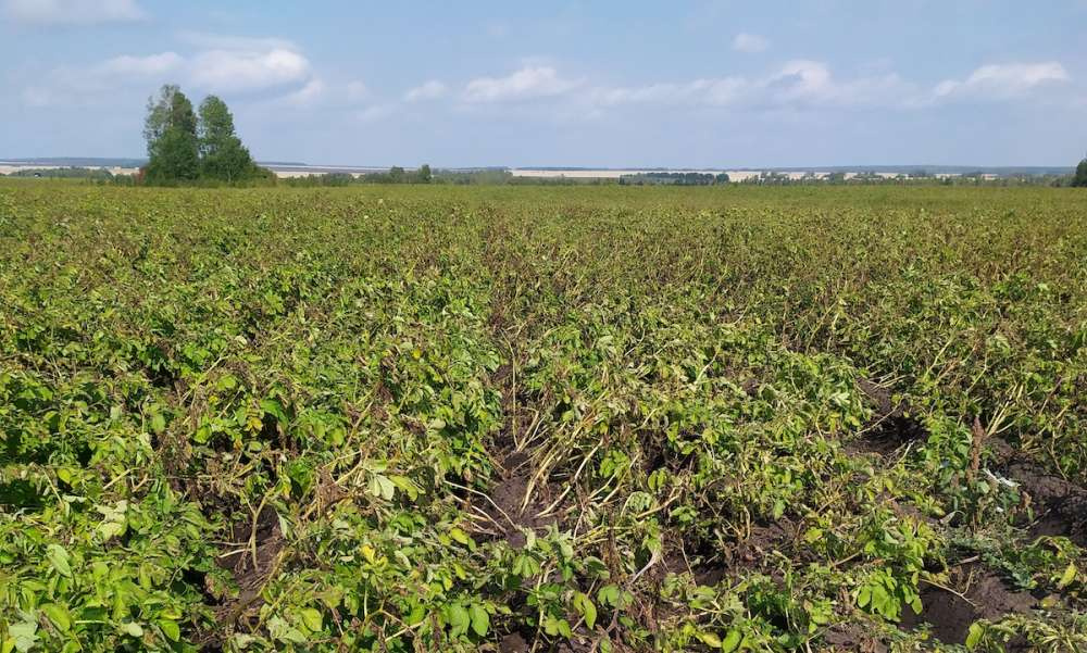 День поля в Красноярском крае раскрыл секреты повышения урожайности картофеля