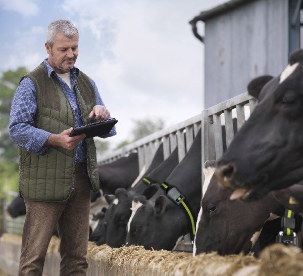 Компания Allflex представляет SenseTime — систему нового поколения для наблюдения за коровами и сбора аналитики (ВИДЕО)