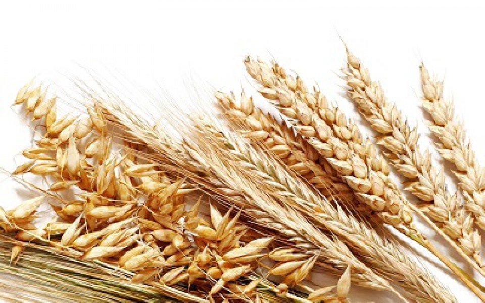 В Нижнем Новгороде развернули партию пшеницы и хлопьев