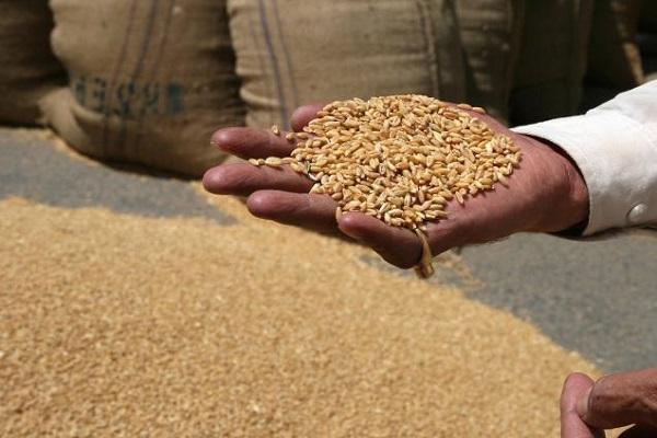 Компания из Адыгеи планирует приступить к поставкам пшеницы в Сирию