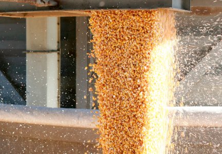 Государственная продовольственно-зерновая корпорация Украины удвоила экспорт зерна в Китай
