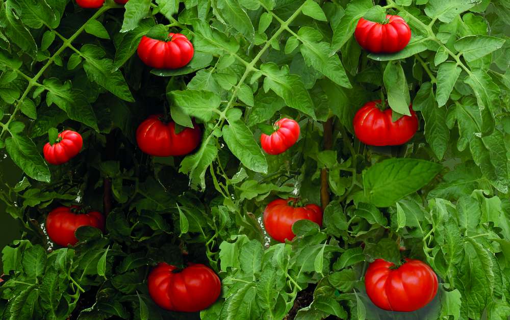 Возрождение исторического итальянского сорта томатов Riccio di Parma