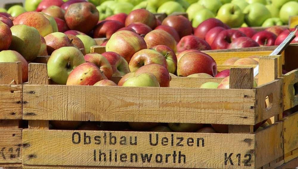 Производство яблок в Евросоюзе вырастет за счет Польши — прогноз