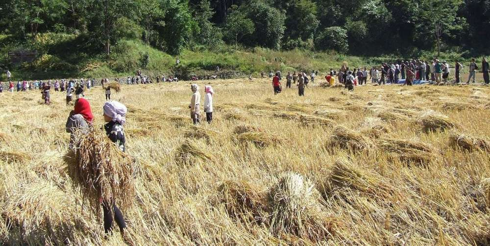 Ученые предлагают меры по стабилизации мировых поставок пшеницы