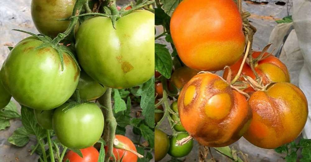 Вирус ToBRFV угрожает производству томатов в Турции