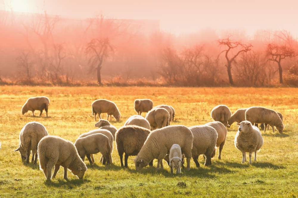 На развитие овцеводства и козоводства в РФ в 2021 г. направят более 2 млрд руб.