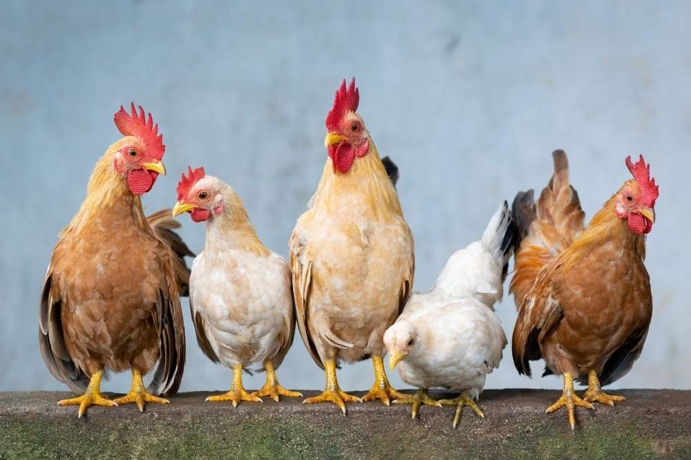 Франция выбраковала более 13 млн голов домашней птицы из-за птичьего гриппа