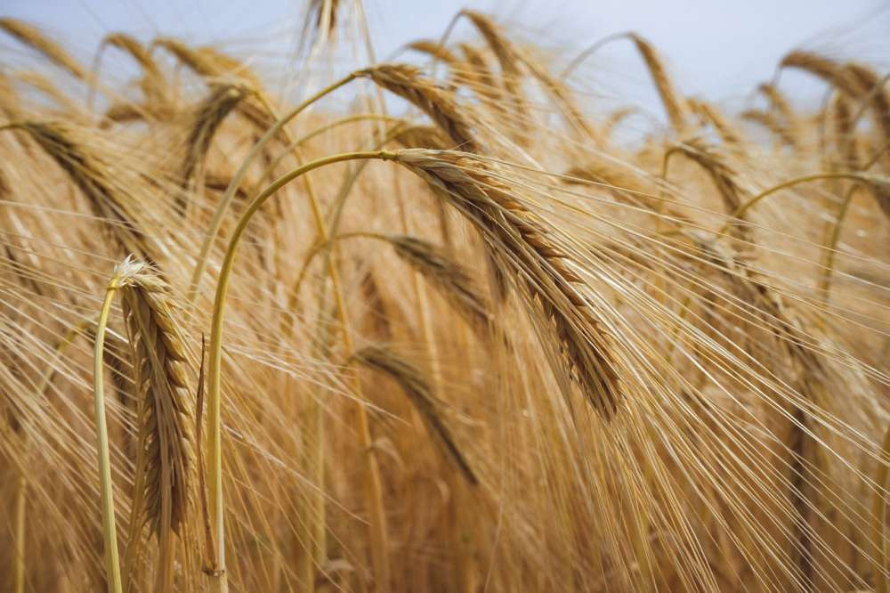 Внесение удобрений с кремнием повышает урожайность пшеницы