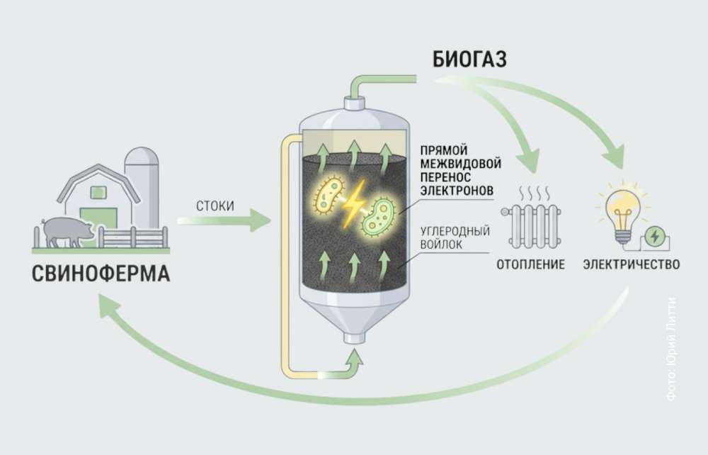 Ученые нашли способ увеличить выработку метана из отходов свиноферм
