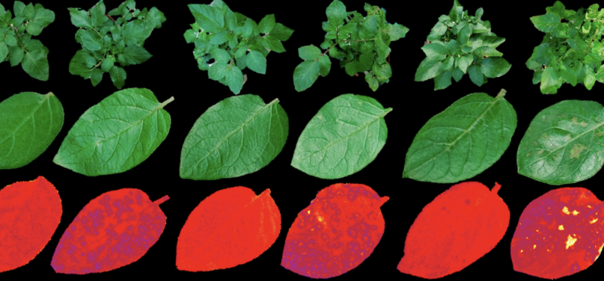 Биосенсор на основе белка обнаруживает болезни картофеля и томатов