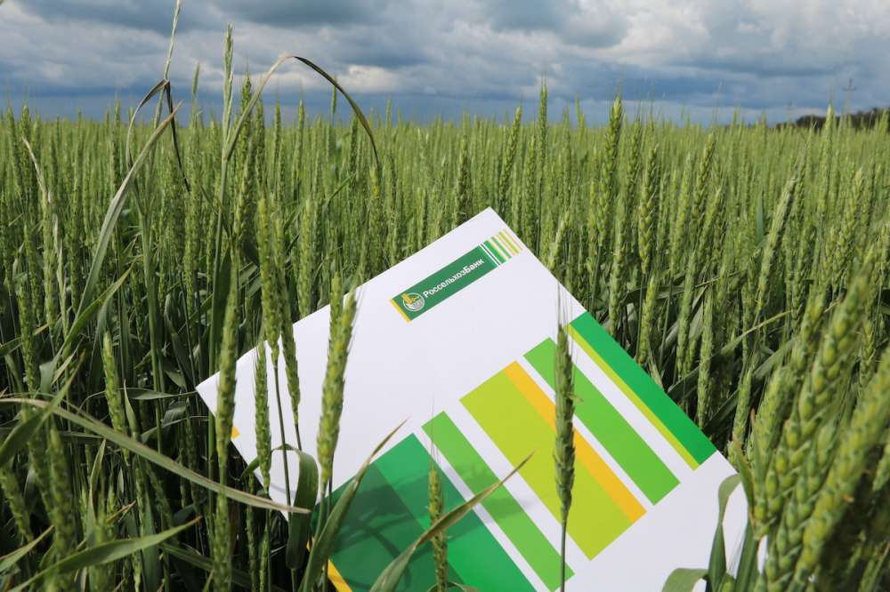 Краснодарский филиал Россельхозбанка выдал аграриям более 30 млрд руб. на сезонные работы в 2022 году