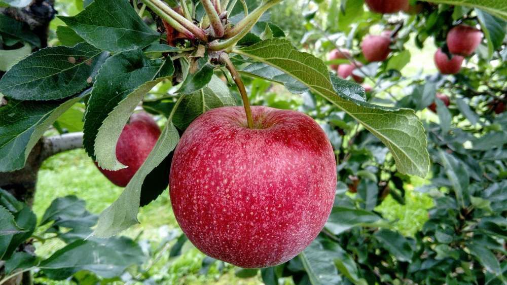Корморан® — новое слово в защите яблони