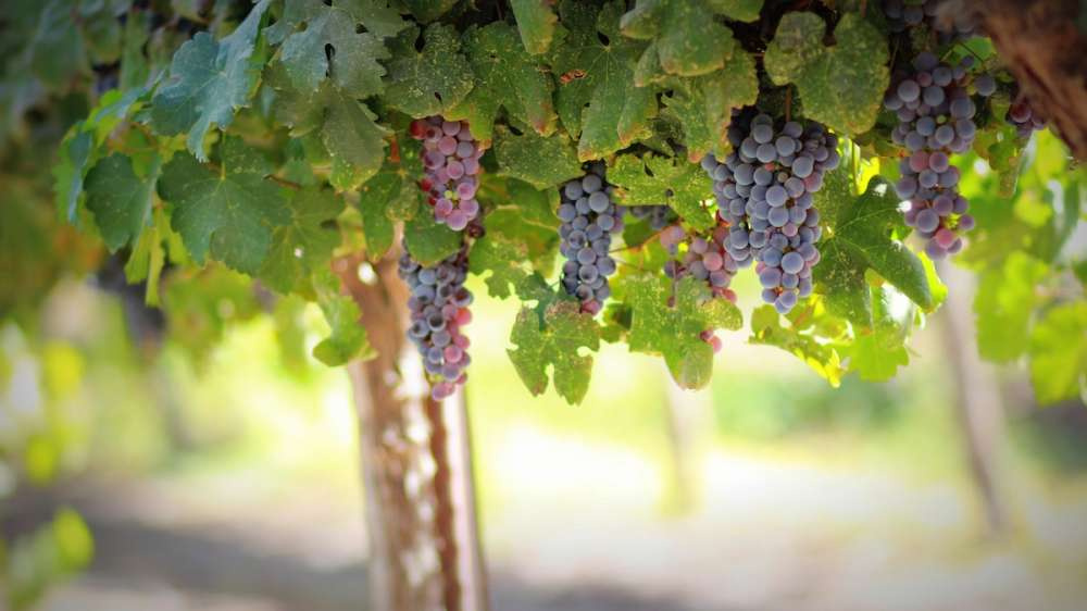 Новое приложение для смартфонов предскажет урожайность виноградников раньше и точнее