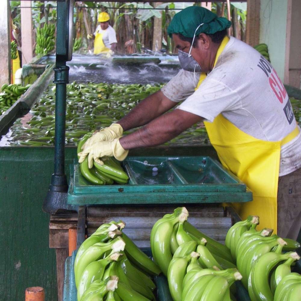 Падение спроса на бананы в России привело к снижению экспорта из Эквадора