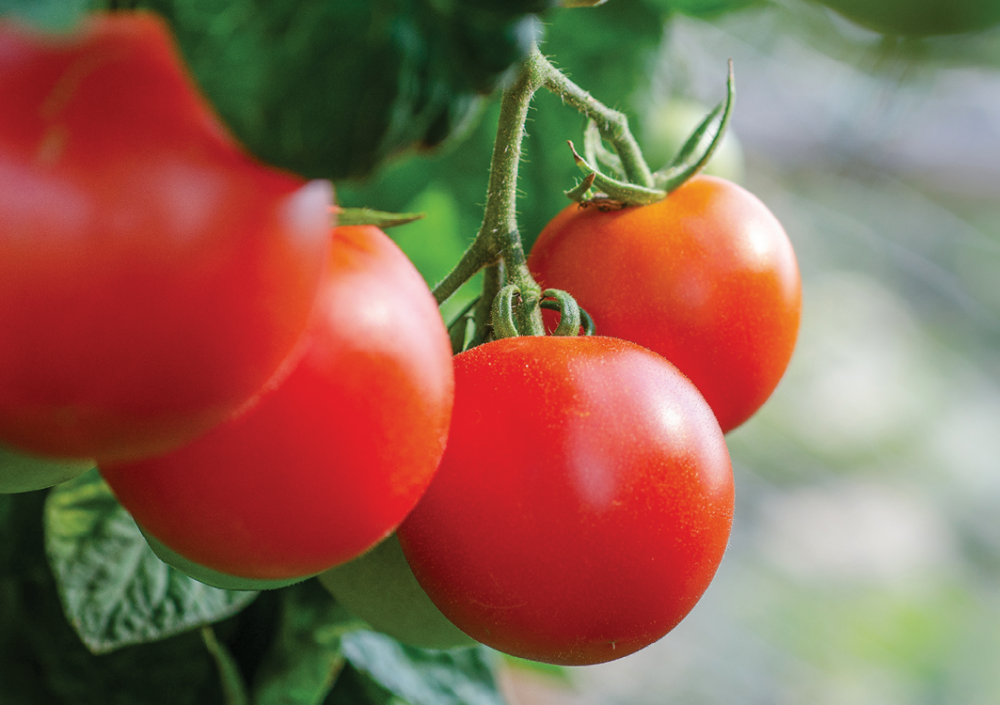 Подкормка томатов биостимуляторами на основе ферментативных гидролизатов белков