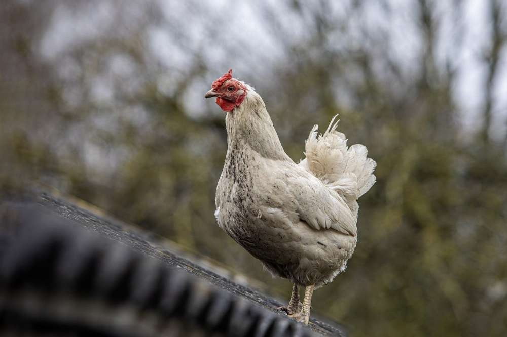 Rabobank отмечает мировой рост потребления курятины