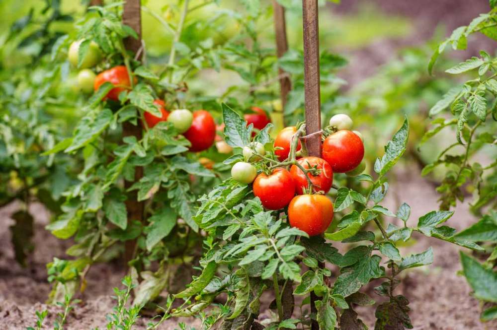 Эко Огород без ядов и нитратов. Как вырастить экологически чистые томаты.