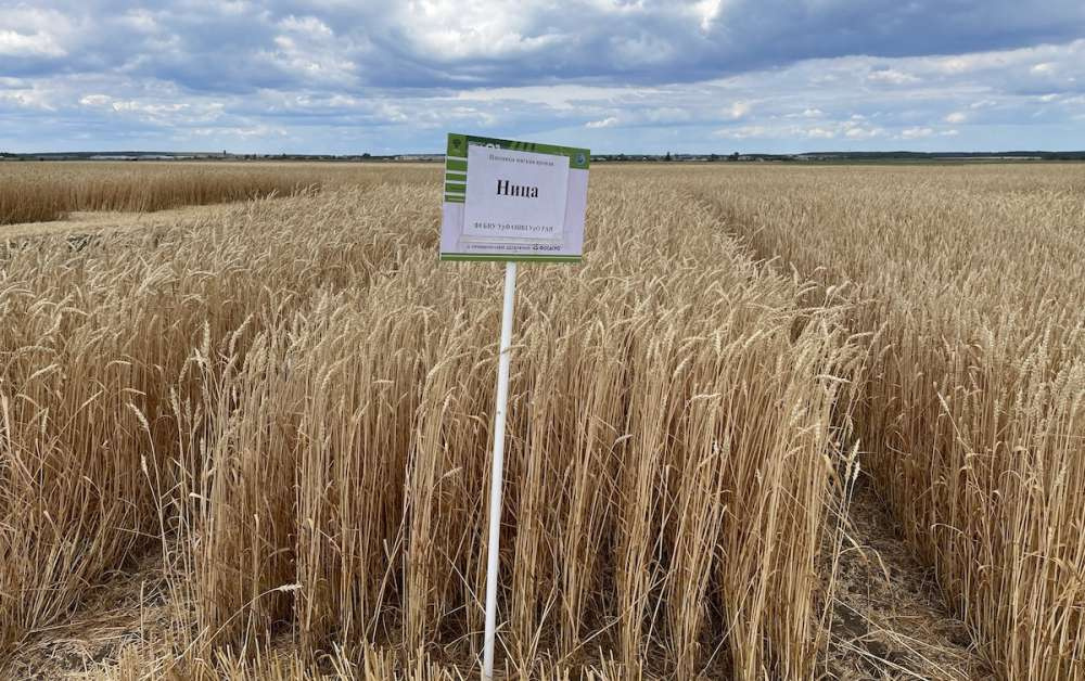 На Урале вывели новый сорт мягкой пшеницы «Ница»