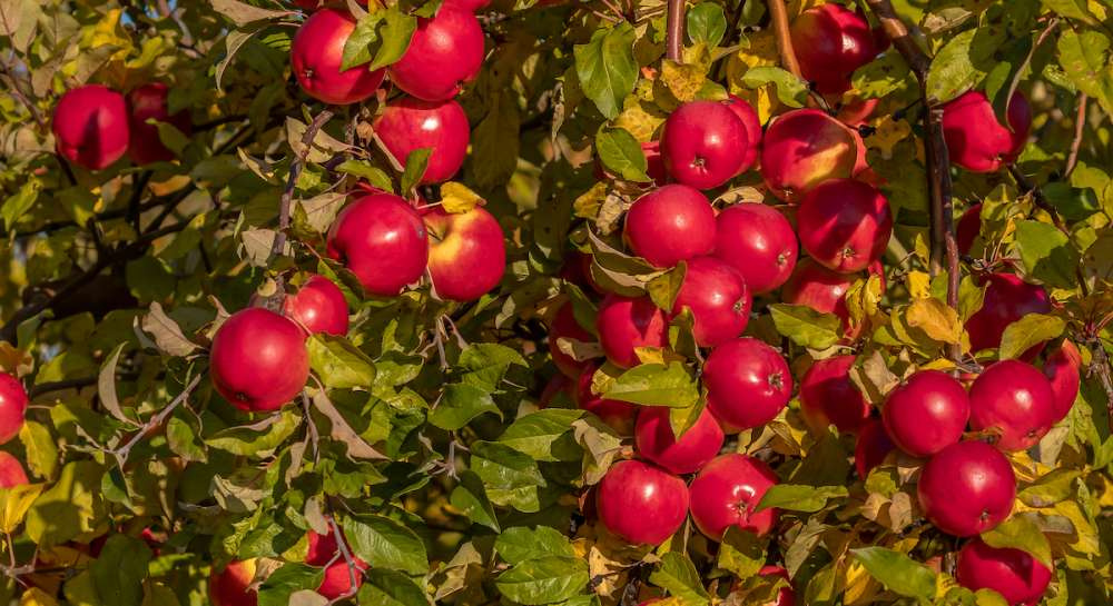 «Агроном-сад» подвел итоги по сбору урожая яблок в 2022 году