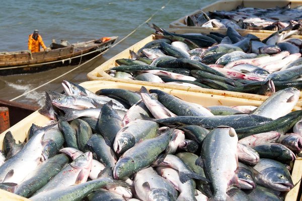 Дальневосточным рыбакам не хватает места для хранения улова