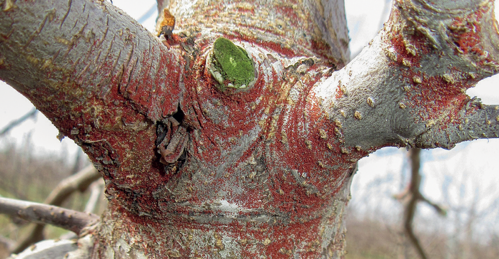 Борьба с клещами на яблонях — опыт крымских садоводов