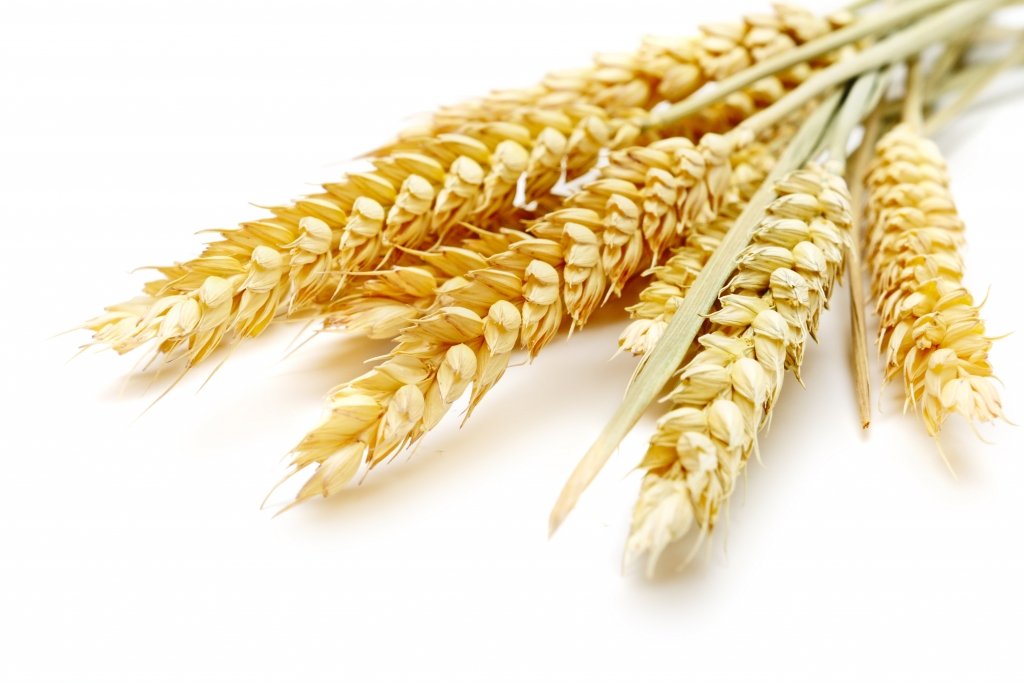 Экспорт пшеницы из России сократился на 57 процентов