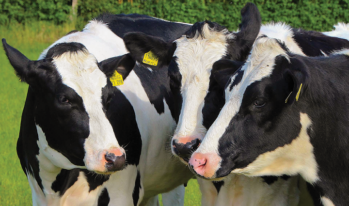 "Каратомар" — новый тип голштинской породы коров