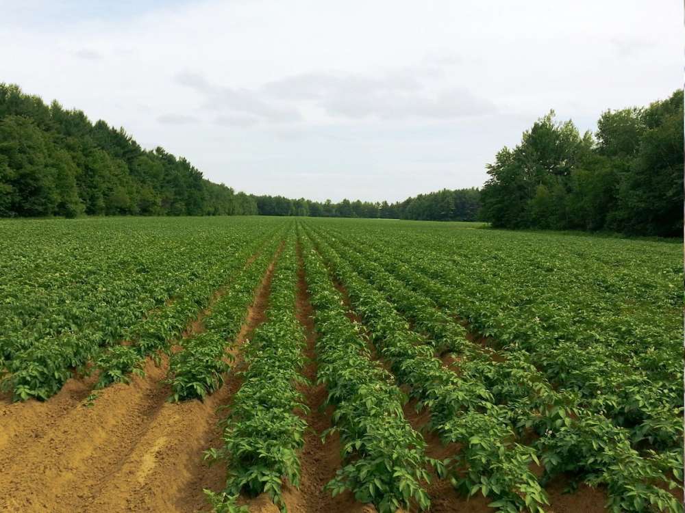 Очищение поля — опыты по борьбе с сорняками на картофеле