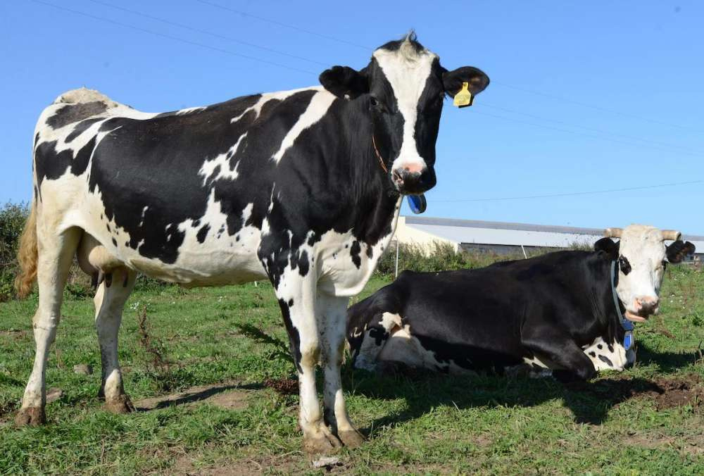 «АгриВолга» стала первым предприятием в России, продающим племенной органический молочный скот