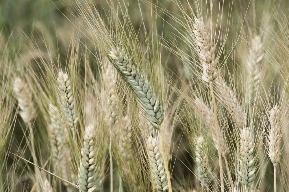 Украина резко увеличила импорт продовольственной пшеницы