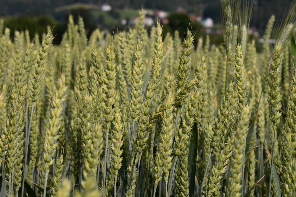 Влияние температуры и осадков на массу и натуру яровой пшеницы
