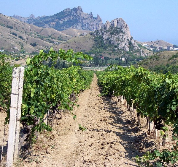 Крым получит 650 млн рублей на виноградарство