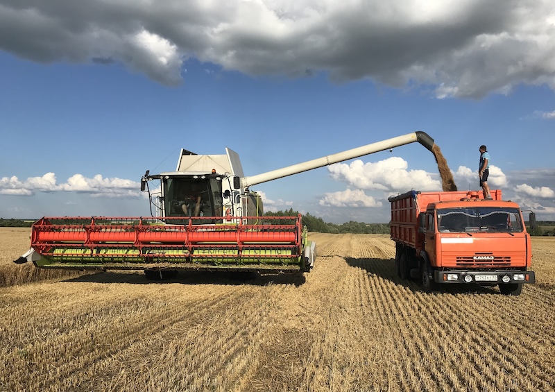 Опрос Reuters: экспорт черноморской пшеницы будет стабильным