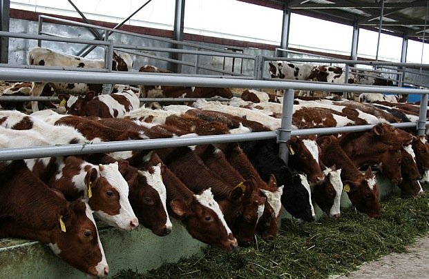 Кабмин РФ выделит 4,45 млрд руб. на развитие мясного скотоводства