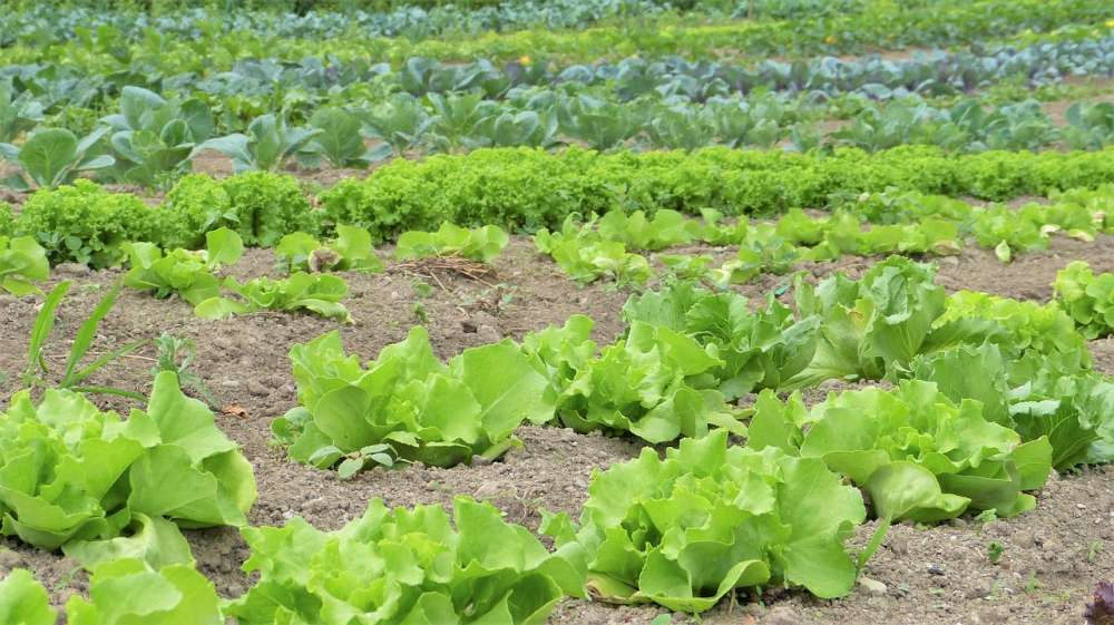 22 марта пройдет вебинар «Как получить хороший урожай овощных культур в открытом грунте. Проблемы и решения»