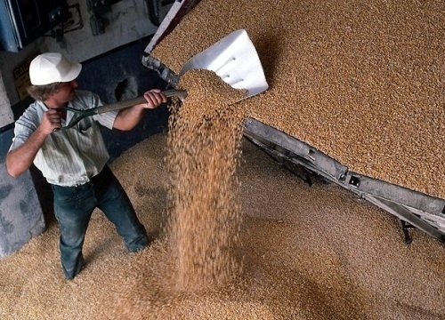 Кубанские элеваторы приняли на хранение первые 10 тысяч тонн зерна нового урожая 