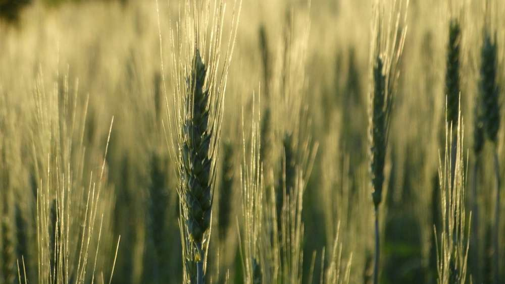 BASF представил Ideltis — новую торговую марку гибридных семян пшеницы