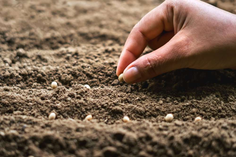 Развивается глобальная коалиция по борьбе с контрафактными семенами