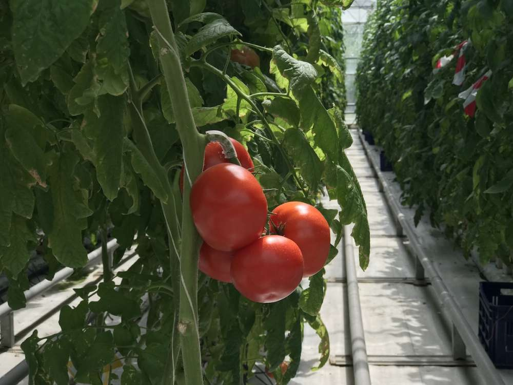 Длительное воздействие дальнего красного света может дать дополнительный урожай томатов