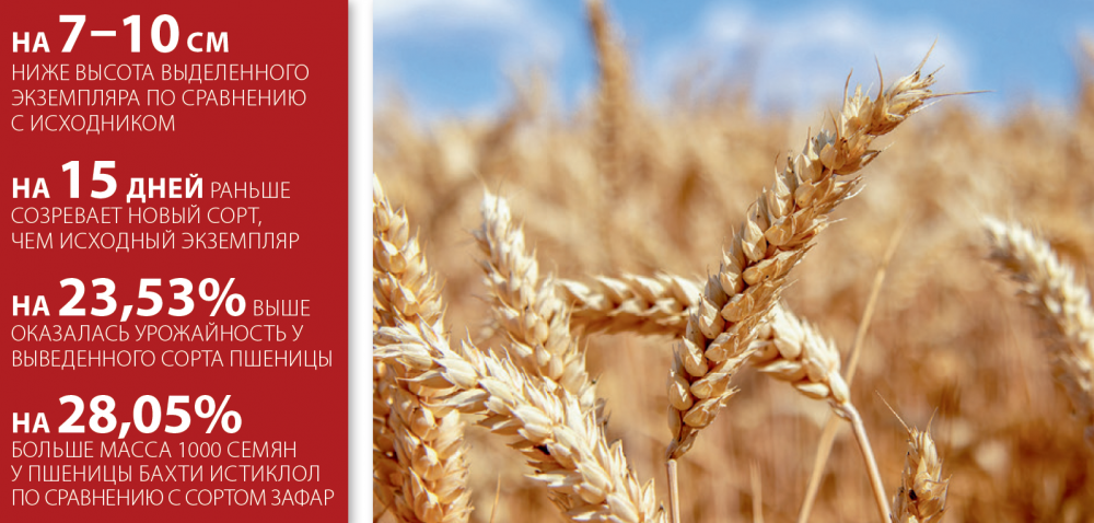 Новые открытия — сорт пшеницы Бахти Истиклол