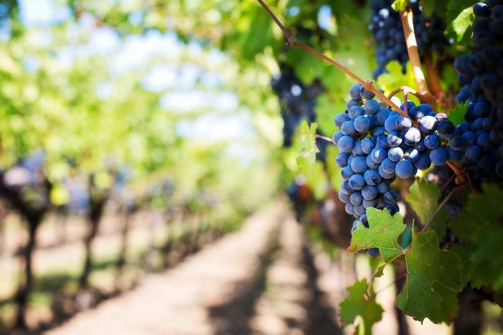 Правительство утвердило долгосрочную программу развития виноградарства и виноделия в России