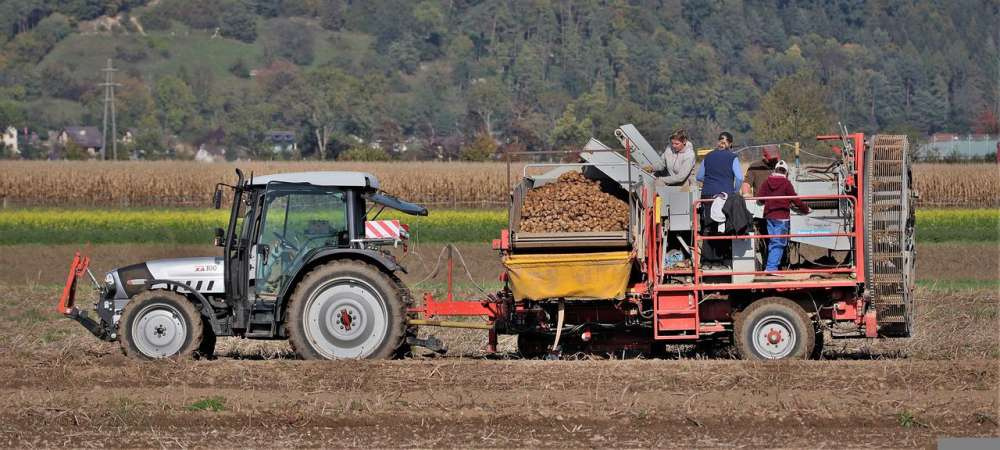 ООН: Мировое производство картофеля может удвоиться за 10 лет