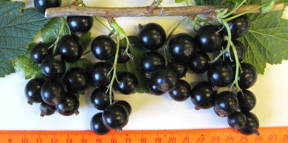 Уральские селекционеры вывели два новых сорта вишни и смородины