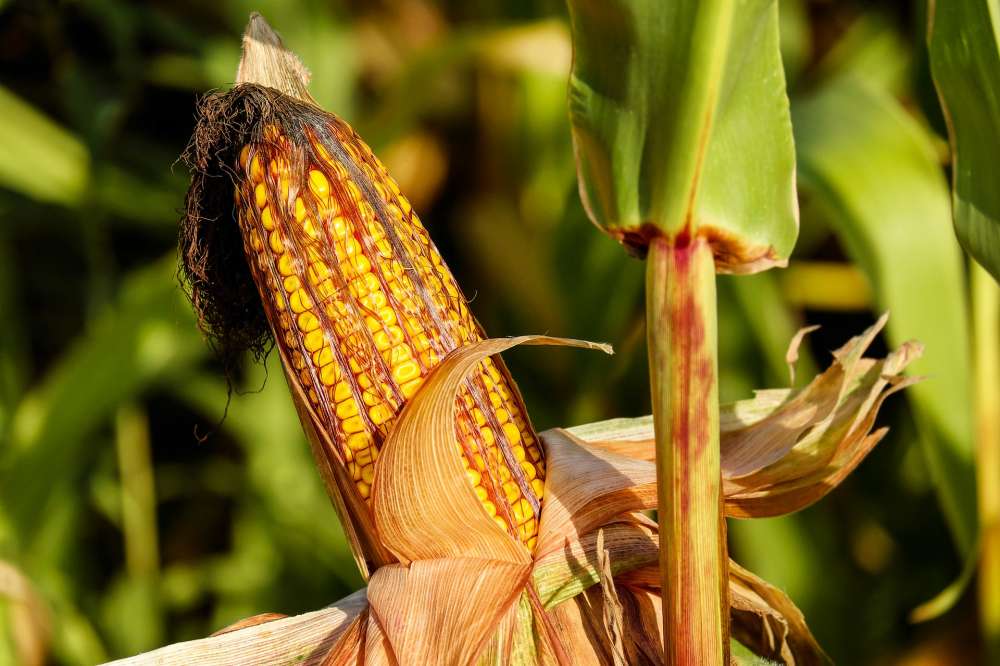 Деградация почвы обходится фермерам, выращивающим кукурузу, ежегодно в сотни миллионов долларов