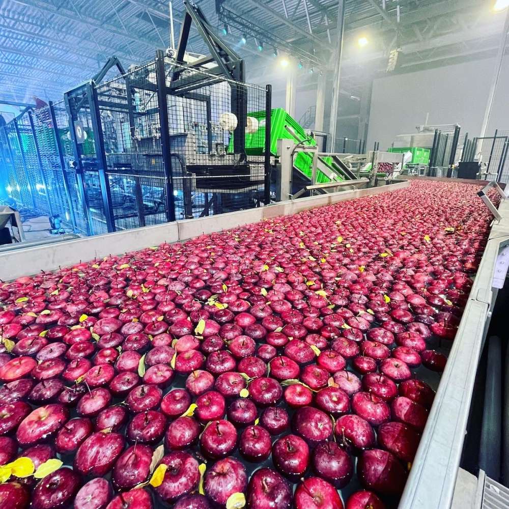«Агропак» представил на «ЮГАГРО» масштабные проекты и оборудование для упаковки плодоовощной продукции