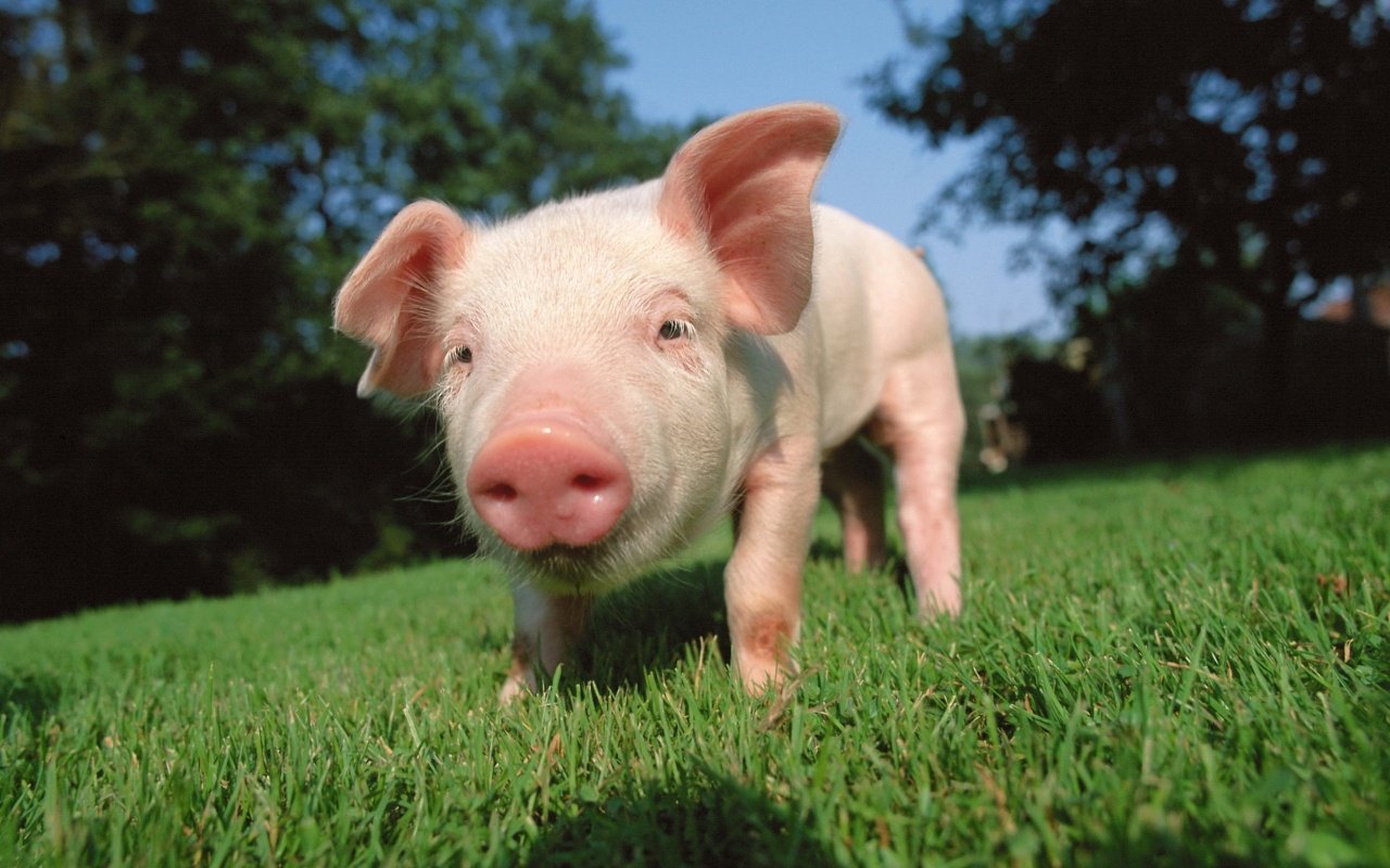 "Агро-Белогорье" демонстрирует рост поголовья свиней