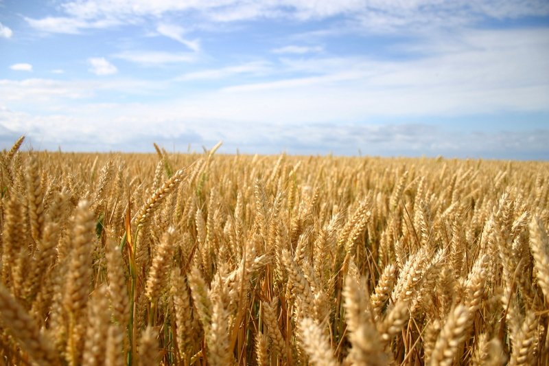 Минсельхоз России объявил об открытии государственных закупочных интервенций зерна