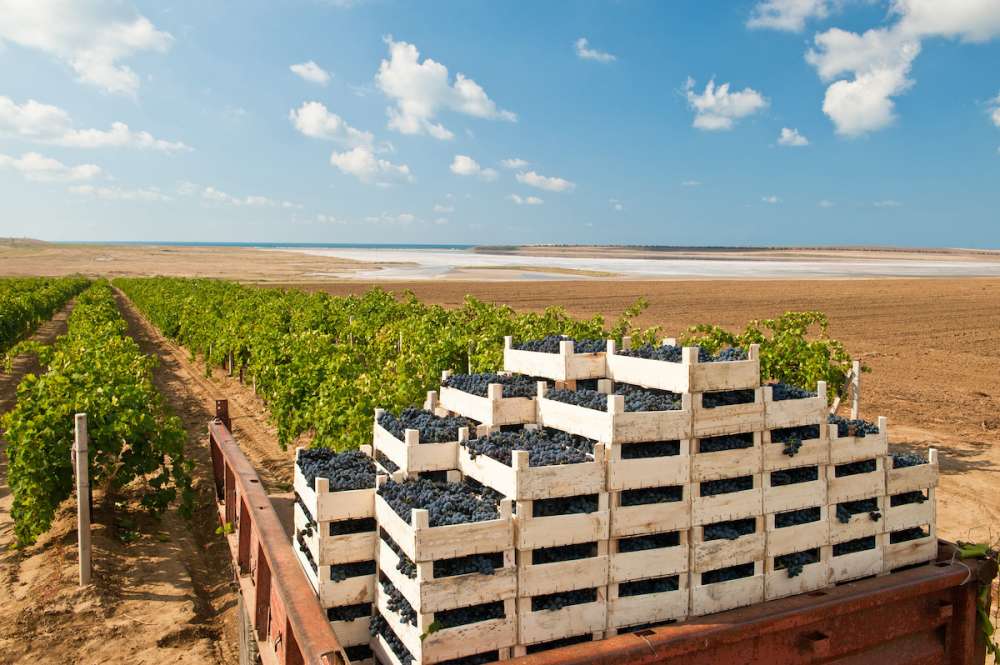Агрофирма «Южная» собрала за сезон более 68 тыс. тонн винограда