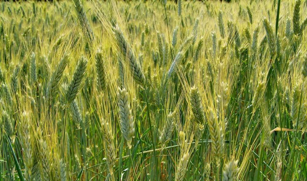 С высоким потенциалом — испытания нового сорта яровой пшеницы Лидер 80